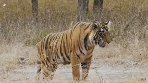 Royal Bengal Tiger in MP Forests